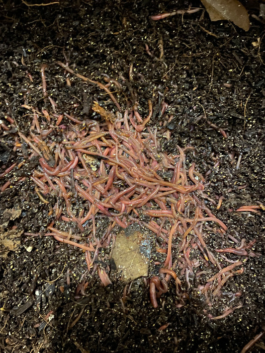 Composting with worms
