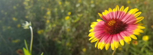 Why is Soil Health Important?