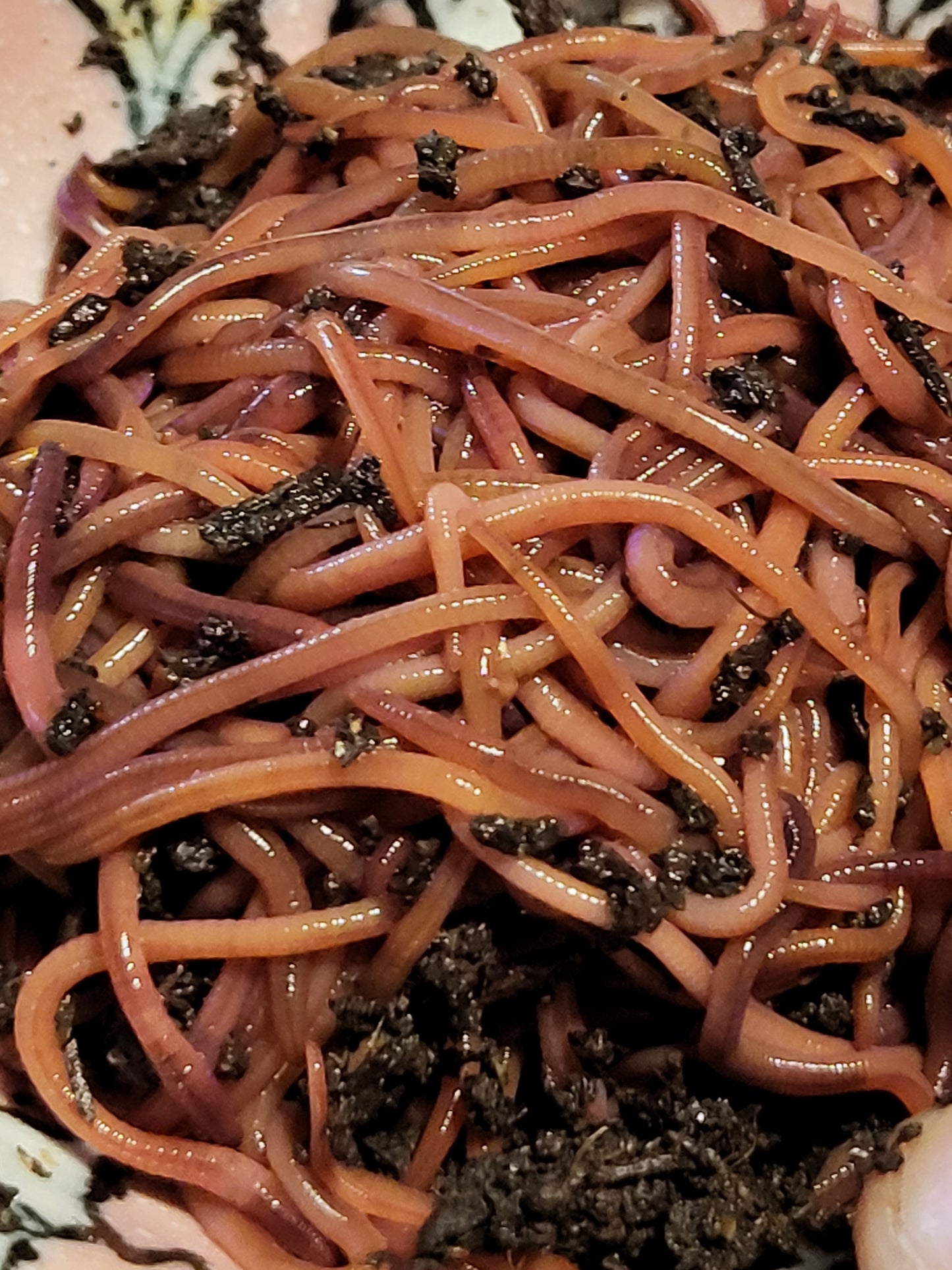 Quick Start Worm Composting System + Worms - FREE SHIPPING