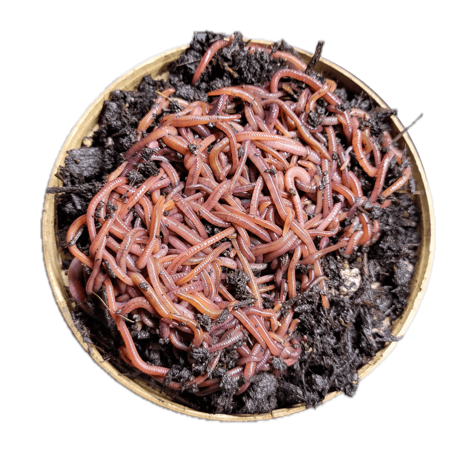 Worms Near Me Earthworms in My Backyard Worms Near Me Earthworms in My Backyard