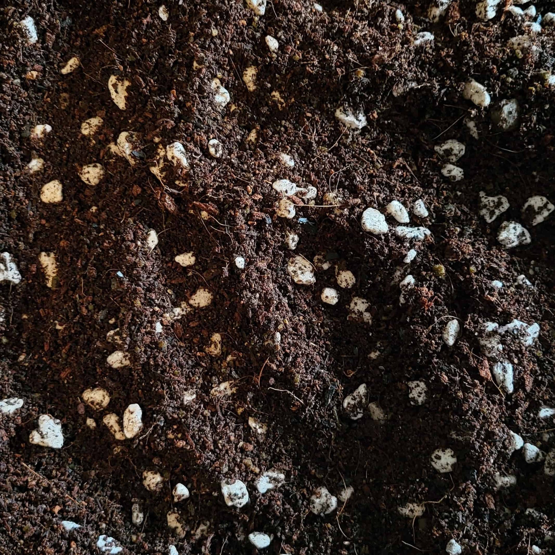 Close up shot of our organic potting soil. You can see the buffered coco coir, reusable pumice, and beautiful dark color of our worm castings!