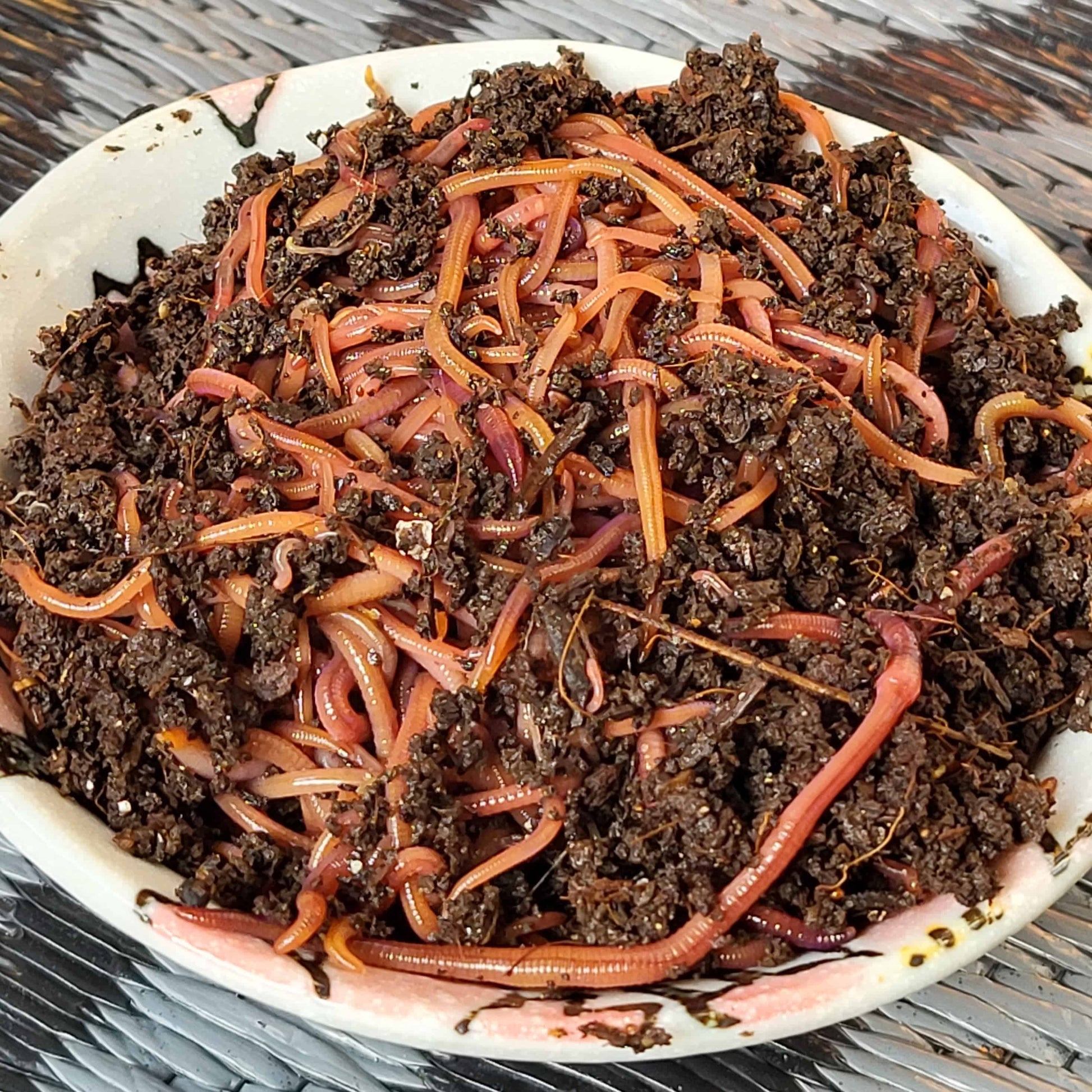 Red worms wiggling around, ready to ship or return to the compost bin