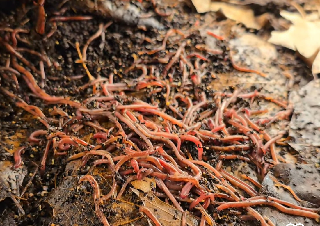 Composting Worm Acclimation: Most Common issues