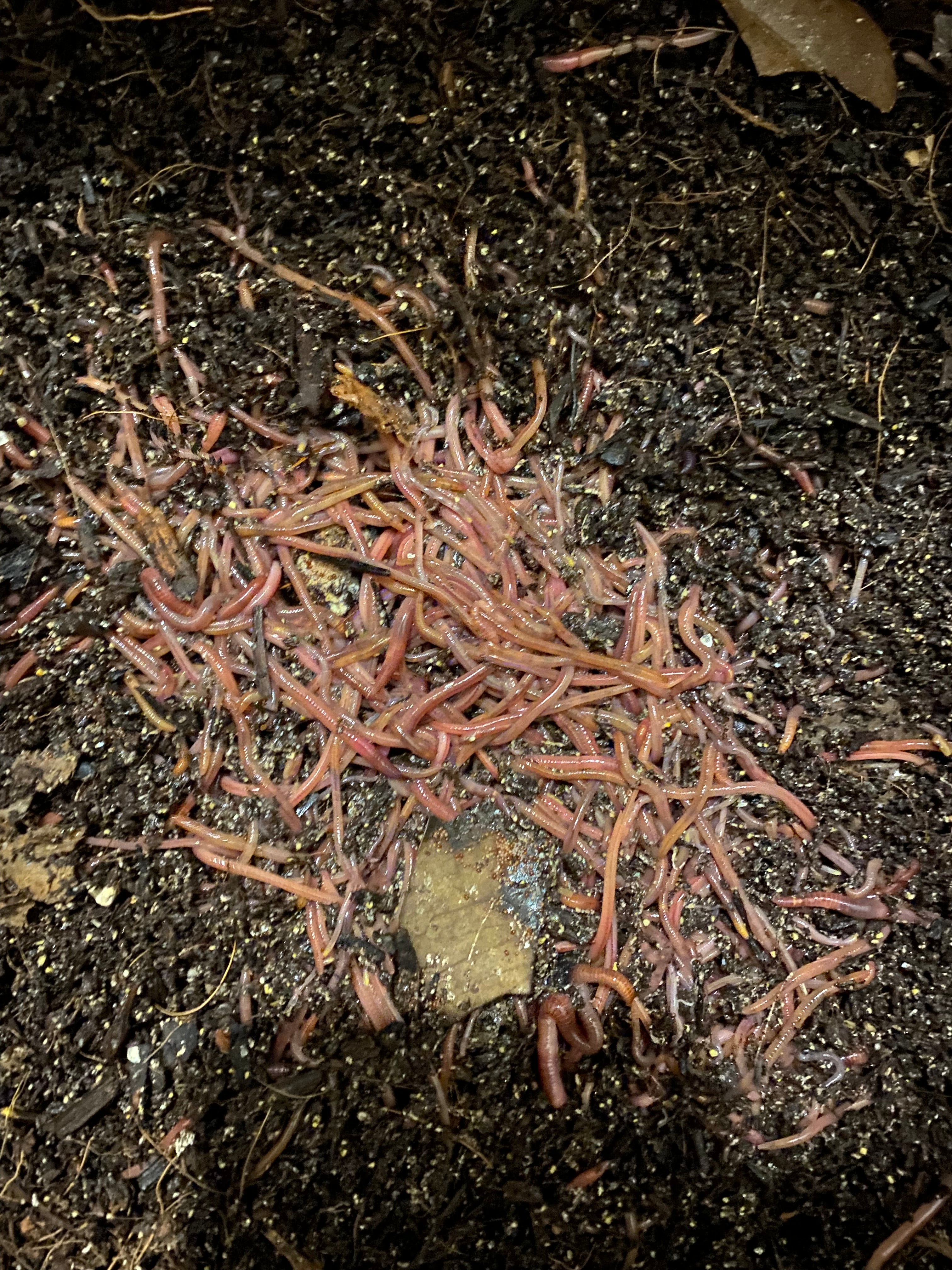 Worm Mess Composting with worms – Austin Worm Lab