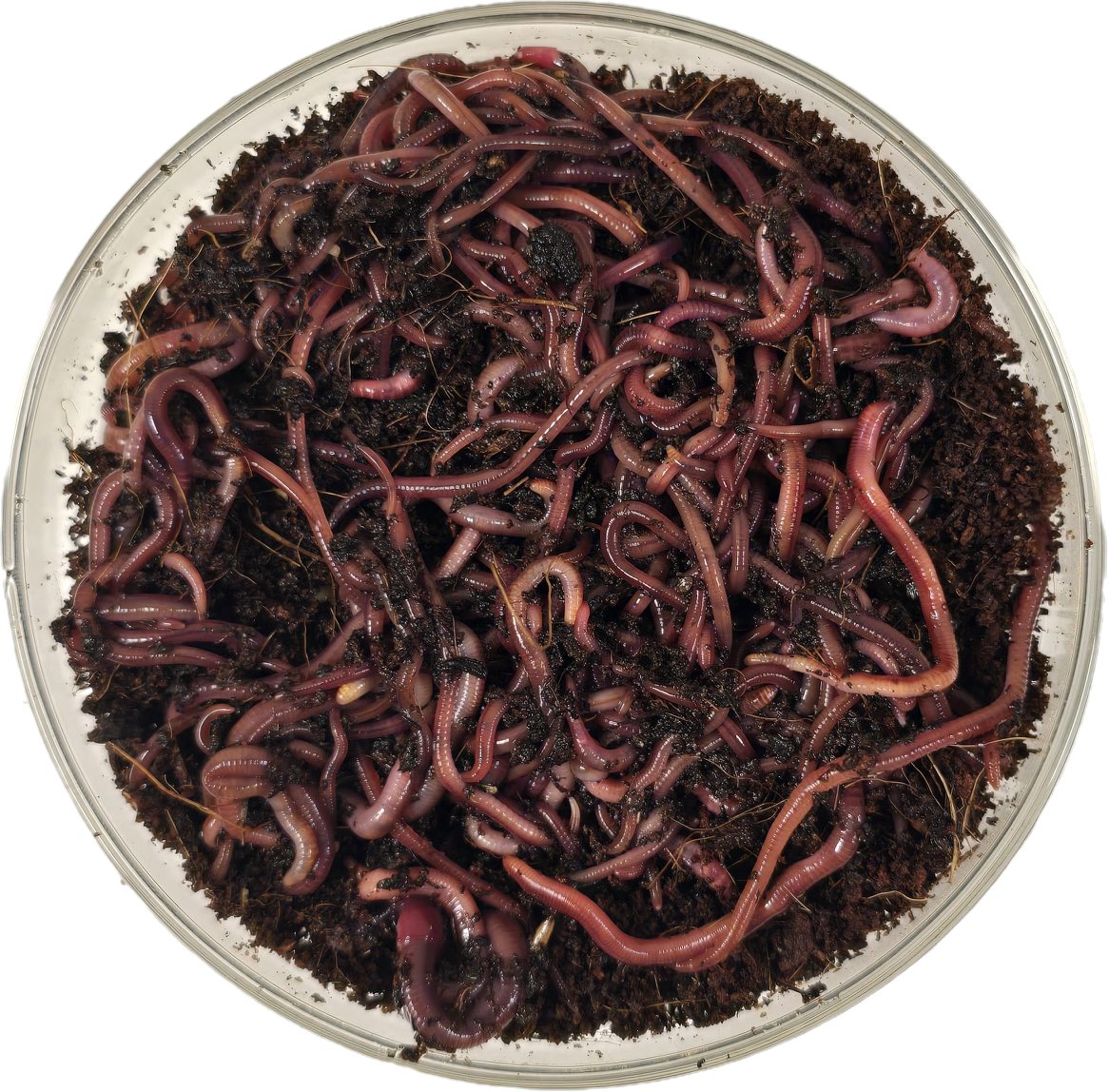 Composting Worms - FREE SHIPPING