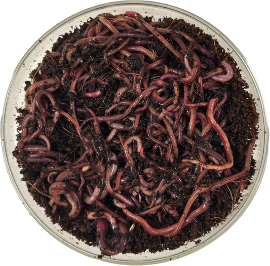 Composting Worms - FREE SHIPPING