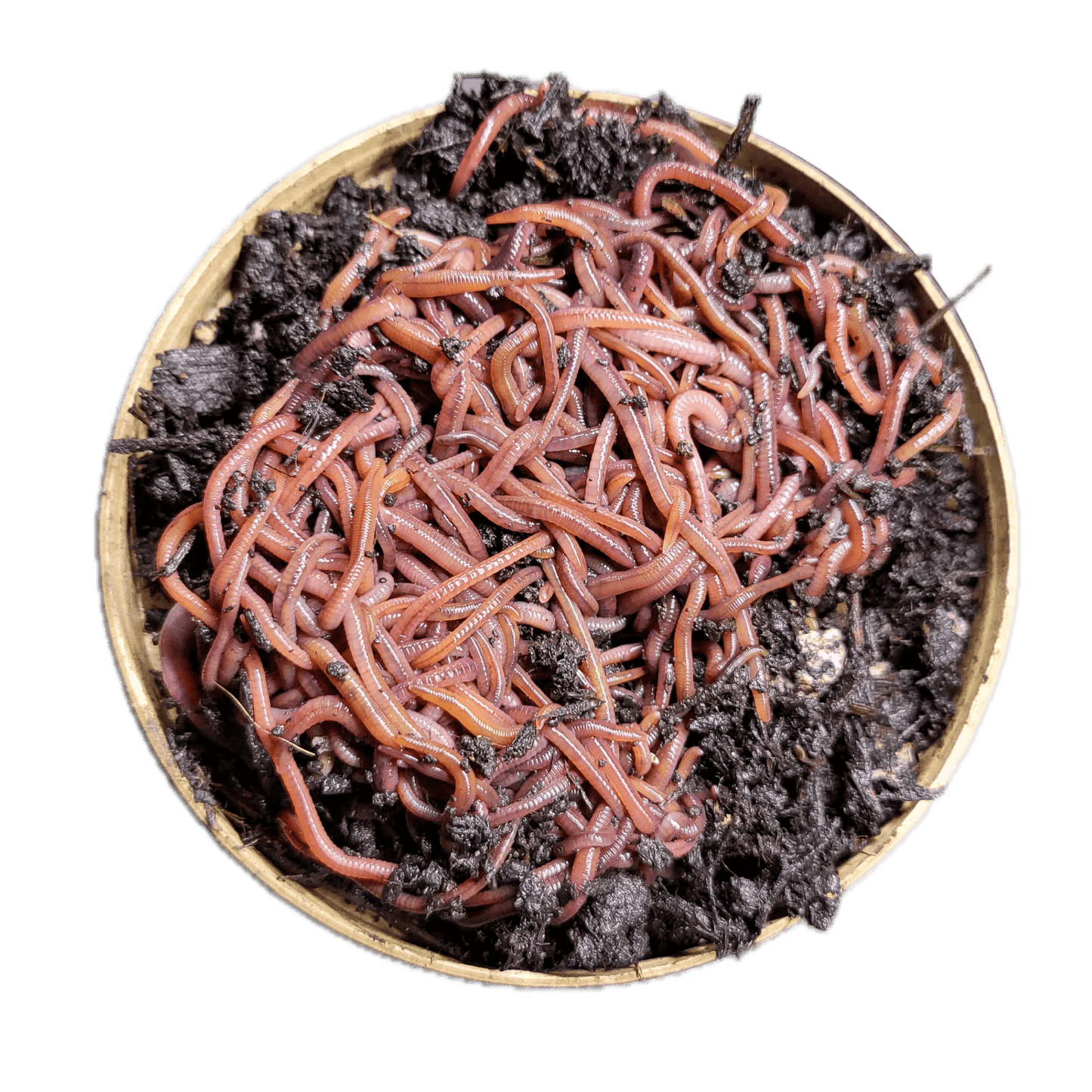 Composting Worms - FREE SHIPPING – Austin Worm Lab