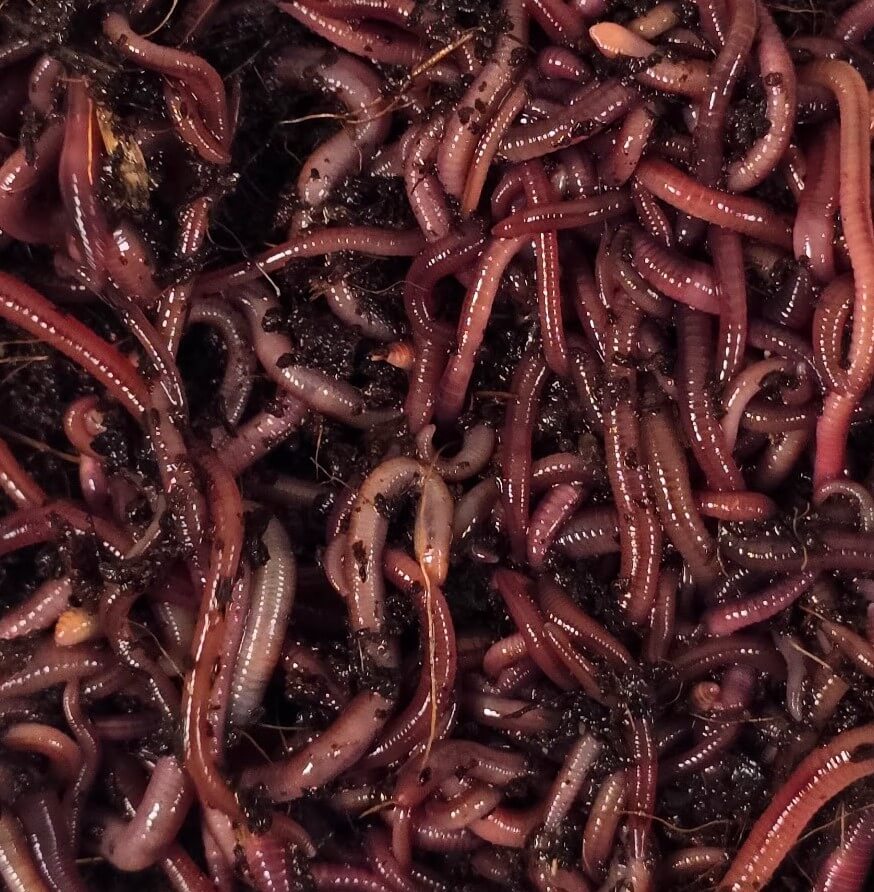 Composting Worms - FREE SHIPPING