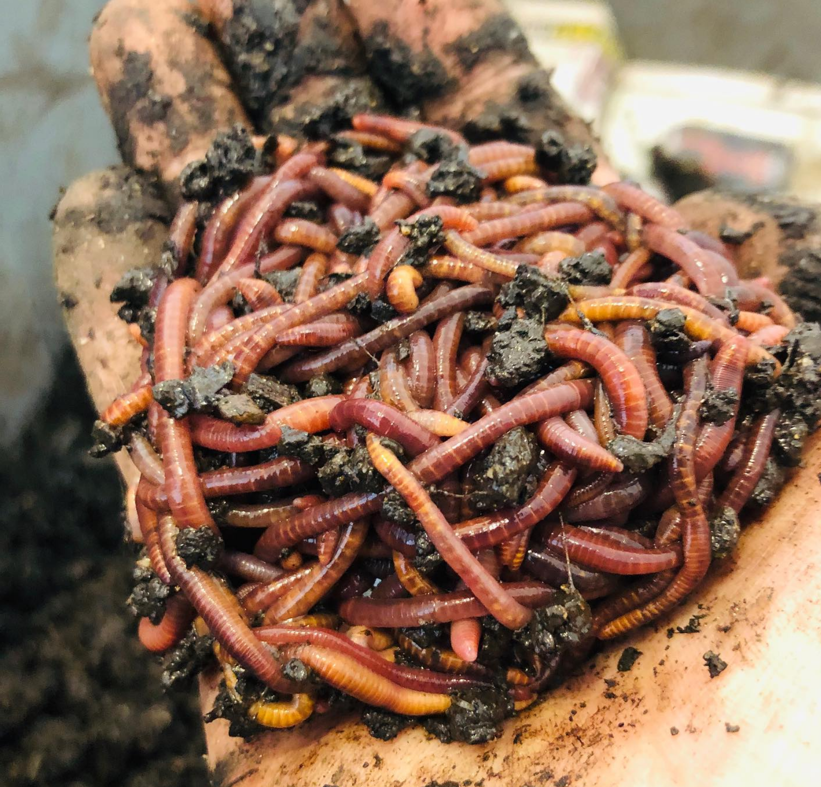 Red worms harvested fresh for an order