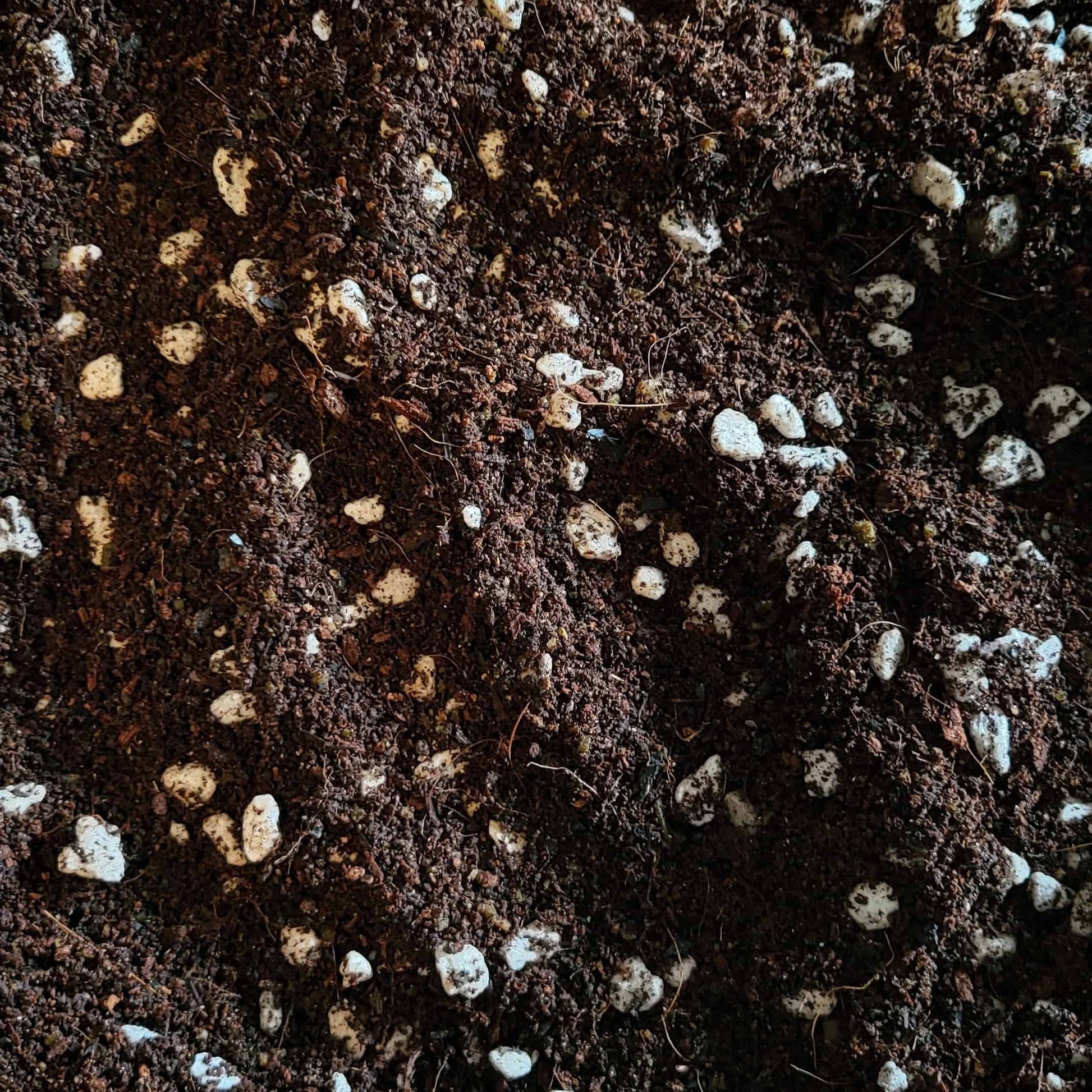 Close up shot of our organic potting soil. You can see the buffered coco coir, reusable pumice, and beautiful dark color of our worm castings!