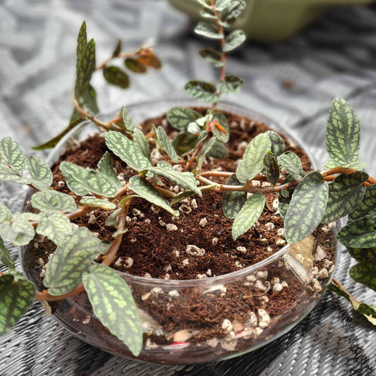 Our organic all purpose potting soil in a glass bowl providing sustained nutrients to  a watermelon vine plant